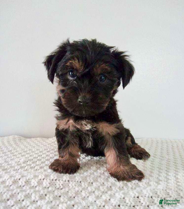 Yorkiepoo Puppies for sale Lancaster Puppies