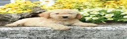 Mini Goldendoodle dogs for sale: Trina - Ad 1