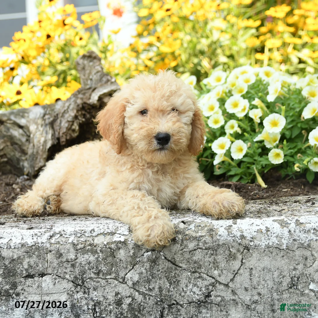 Mini Goldendoodle dogs for sale: Trina - Ad 1