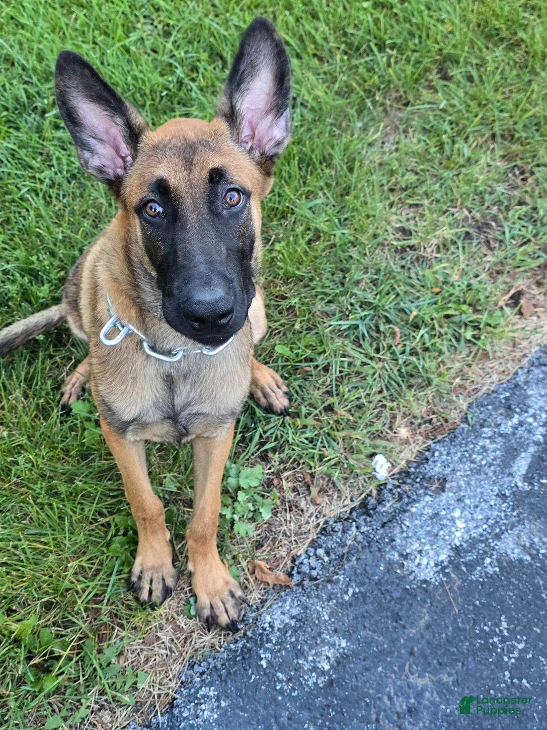 Belgian Malinois dogs for sale: Belgian Malinois 1 - Ad 1