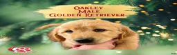 Golden Retriever dogs for sale: Oakley, Golden Retriever, Male - Ad 15