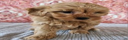 Mini Goldendoodle dogs for sale: Frances  - Ad 4