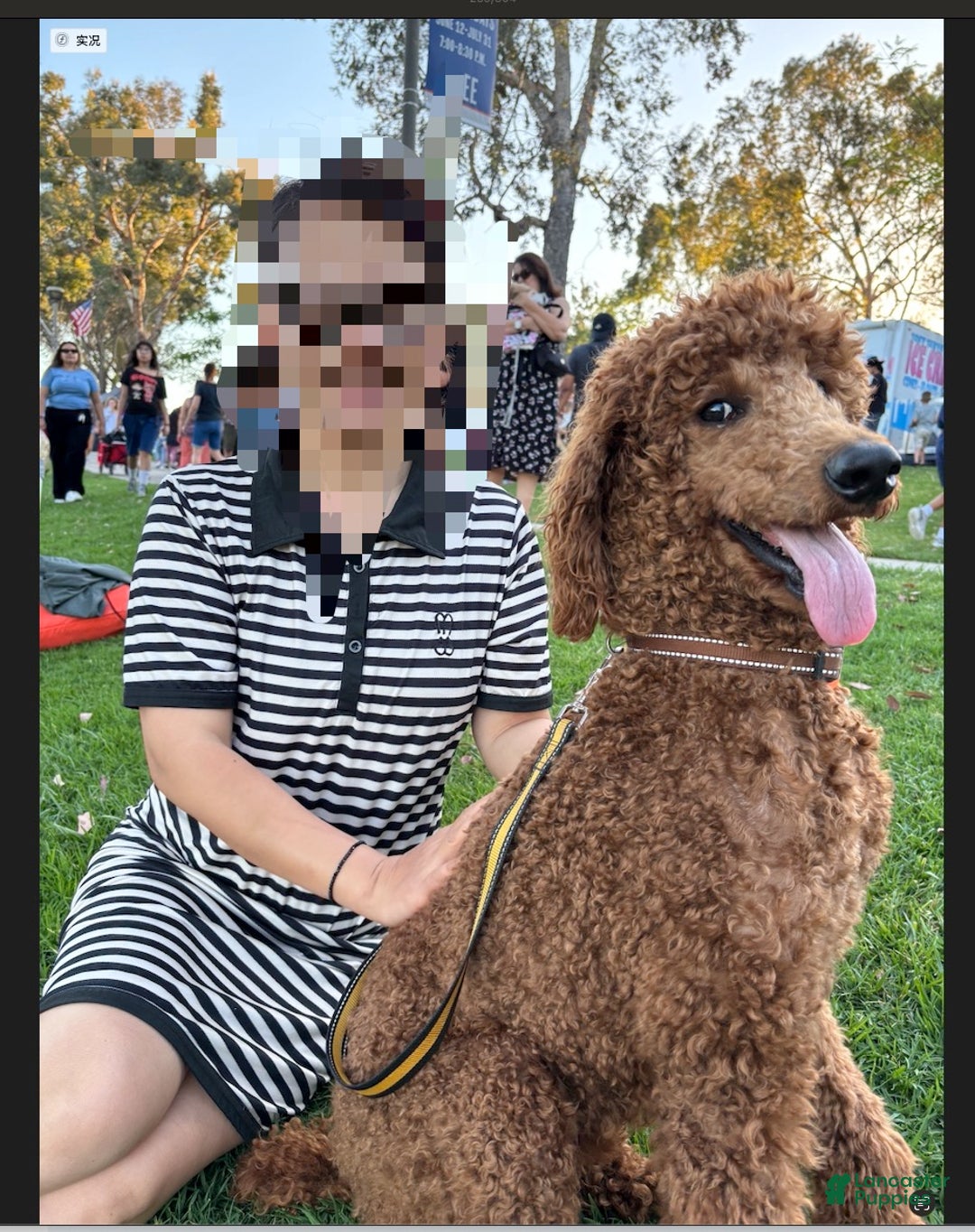 Standard Poodle dogs for sale: Atlas - Ad 11