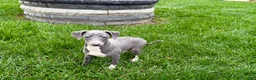 Italian Greyhound dogs for sale: Sadie  - Ad 3