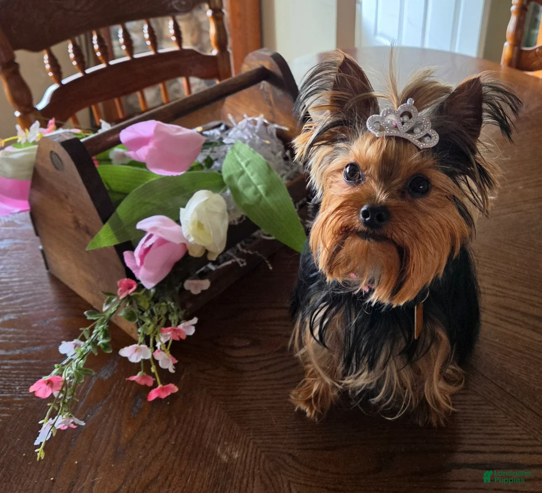 Yorkshire Terrier dogs for sale: Yorkshire Terrier Puppy 1 - Ad 2