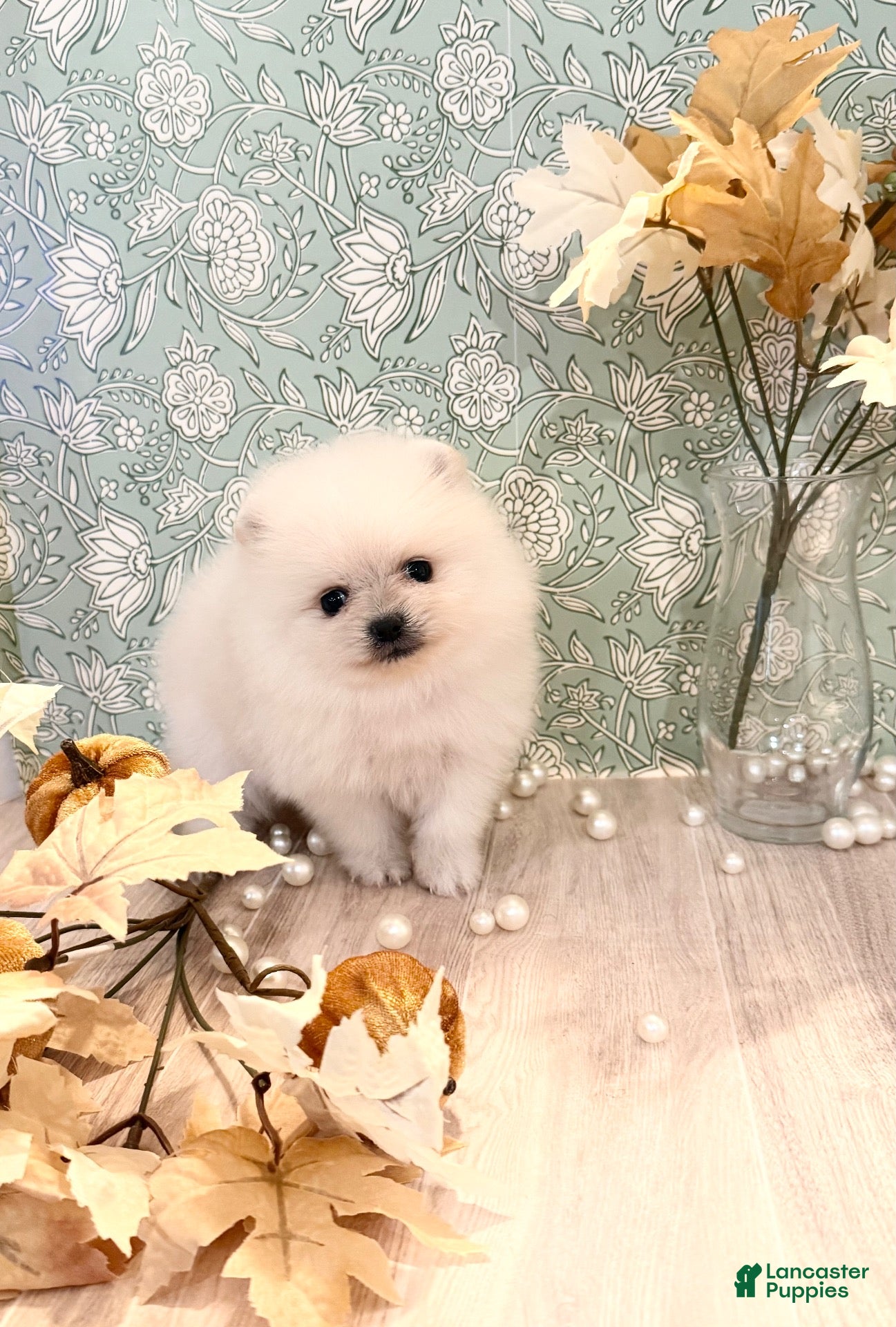Pomeranian dogs Pomeranian 2 - Ad 37