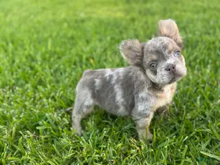 French Bulldog dogs Braveheart - Ad 29