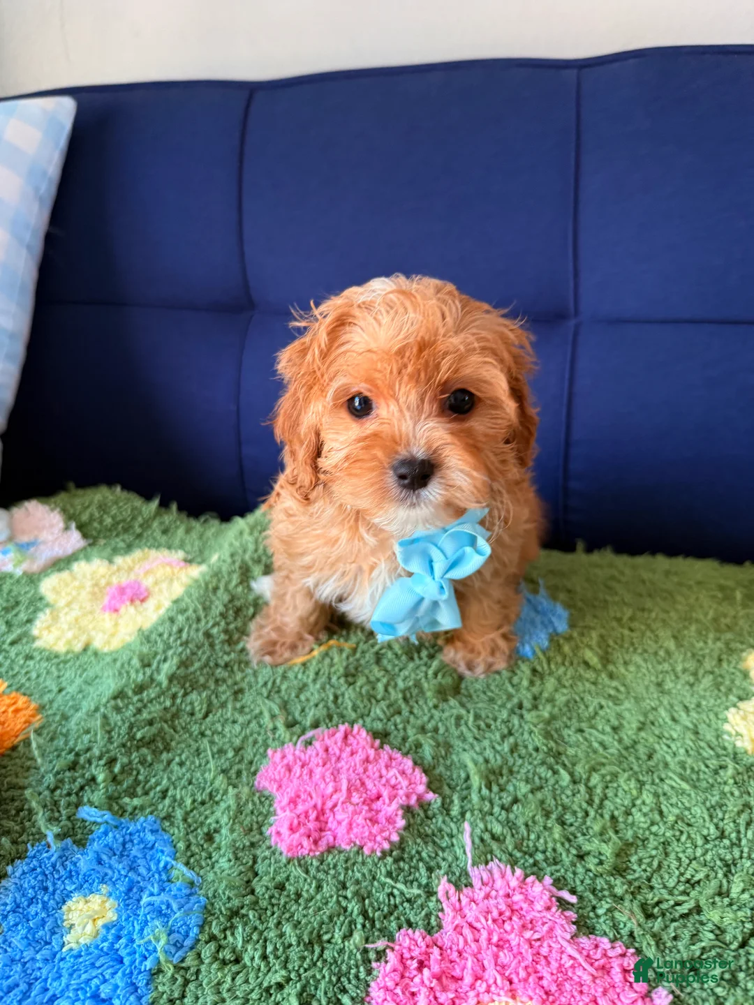 Cavapoo dogs for sale: toby - Ad 1