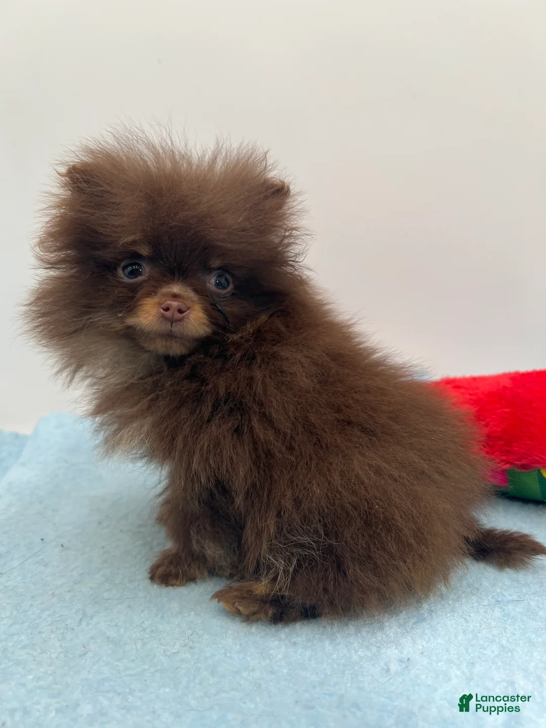 Pomeranian dogs for sale: Pomeranian Puppy 1 - Ad 7