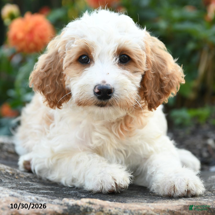 Mini Goldendoodle dogs for sale: Patches - Ad 2