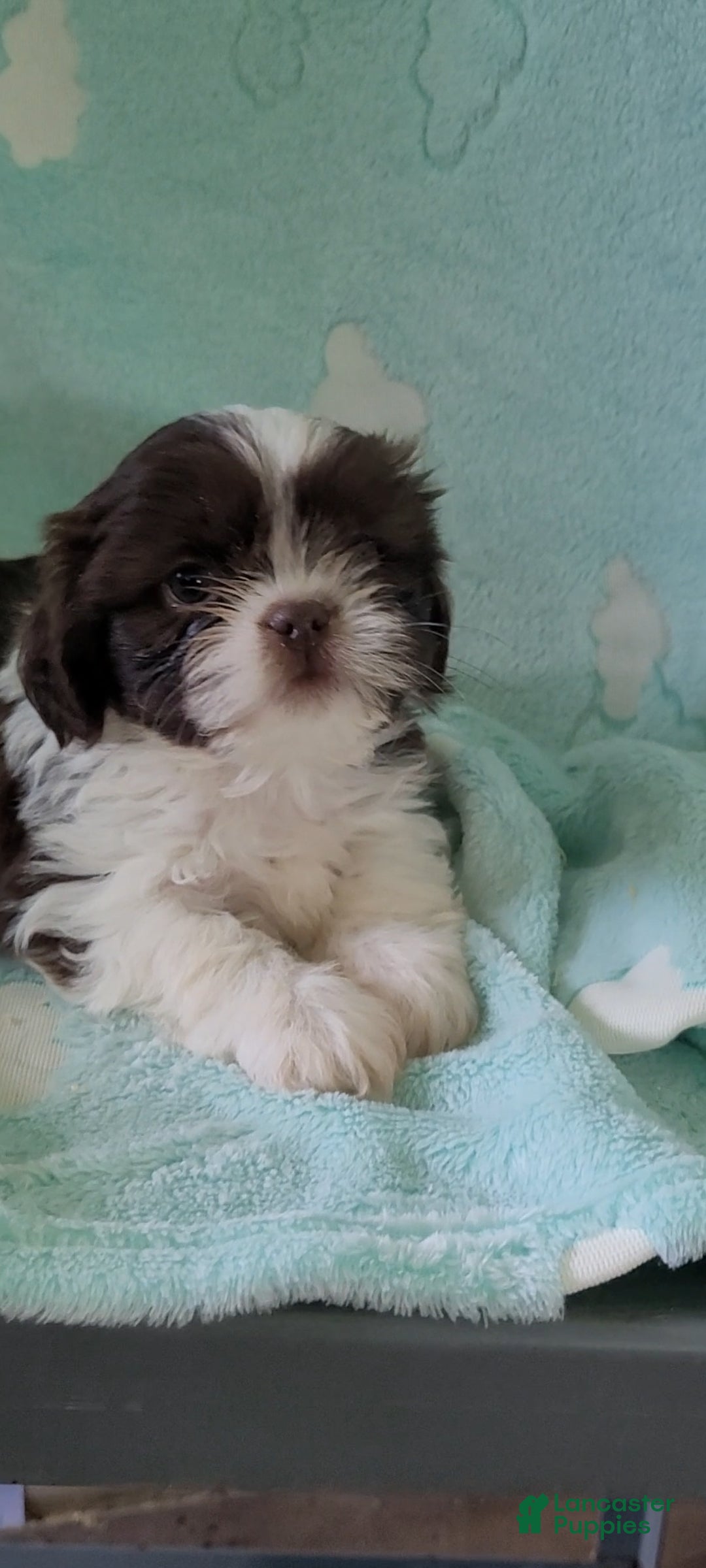 Shih Tzu dogs Peanut AKC - Ad 2