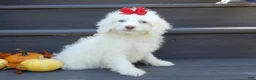 Cockapoo dogs for sale: Angel - Ad 3