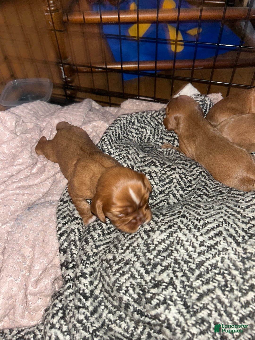 Cavalier King Charles Spaniel dogs for sale: Buttercup - Ad 3