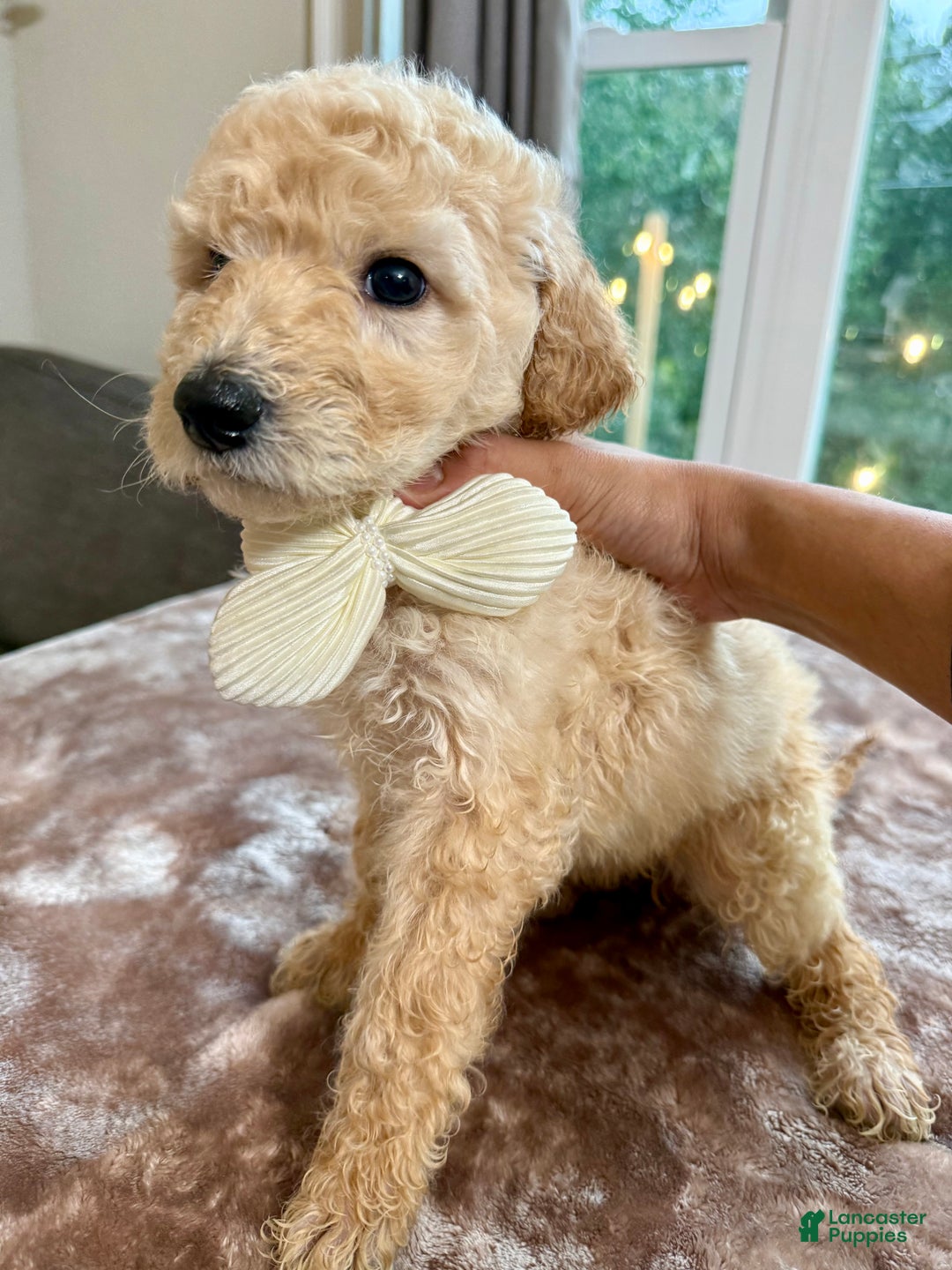 Standard Poodle dogs for sale: Standard Poodle Puppy 8 - Ad 1