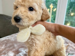 Standard Poodle dogs Standard Poodle Puppy 8 - Ad 41