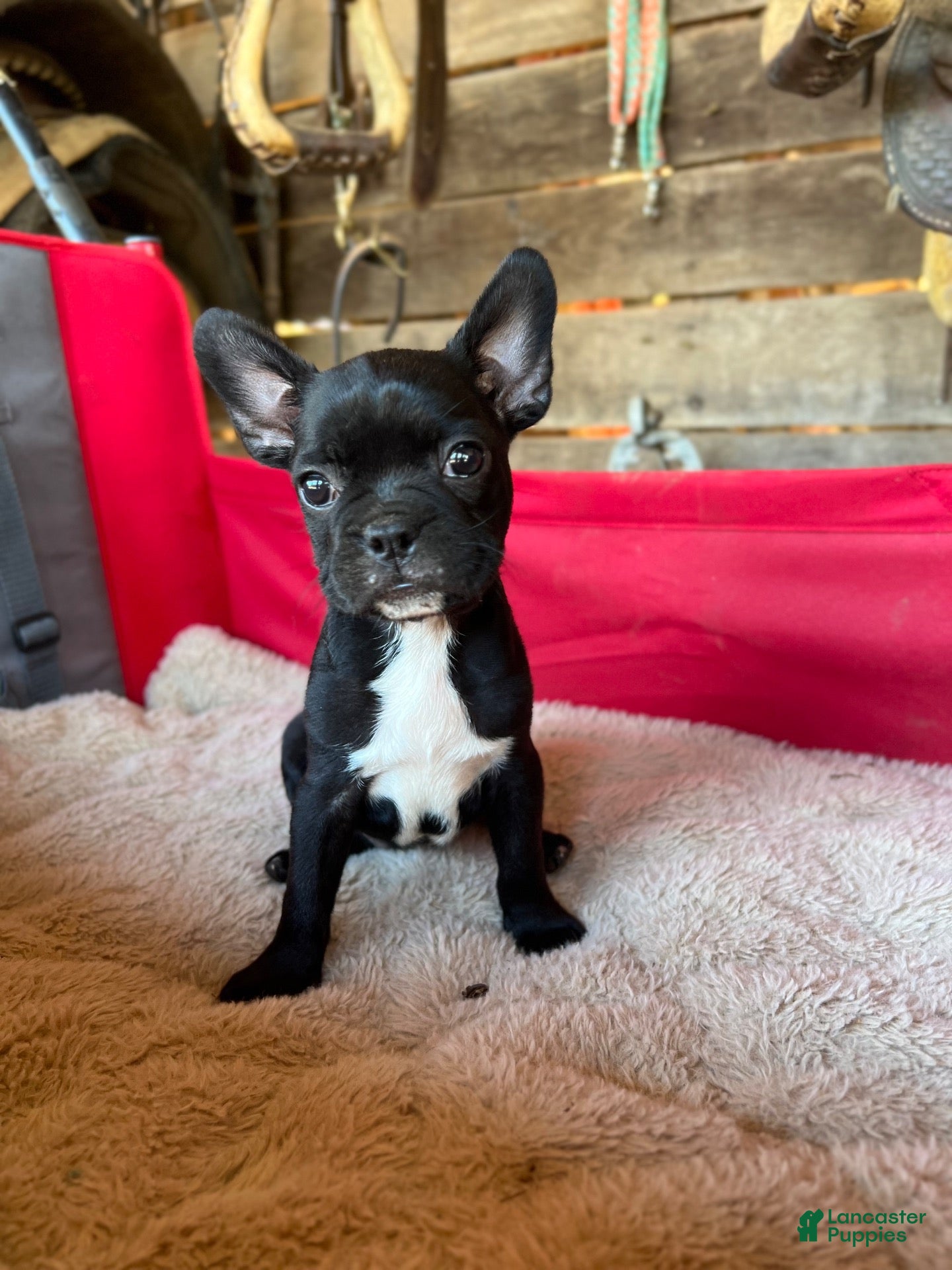 Mixed Breed dogs Mixed Breed 2 - Ad 1