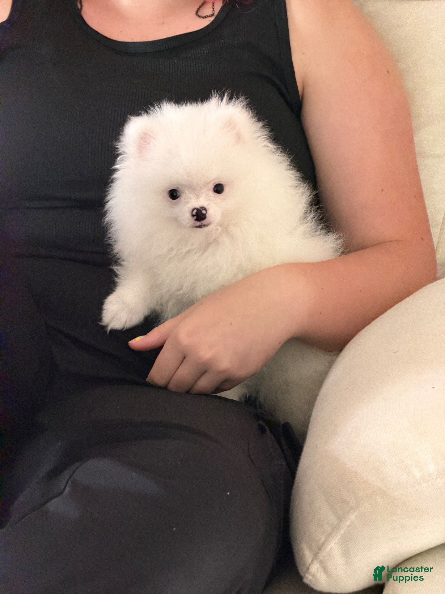 Pomeranian dogs Nala - Ad 6