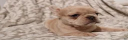 French Bulldog dogs for sale: Lacey - Ad 8