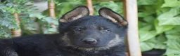 German Shepherd dogs for sale: Mason - Ad 3