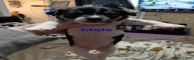 Chihuahua 1