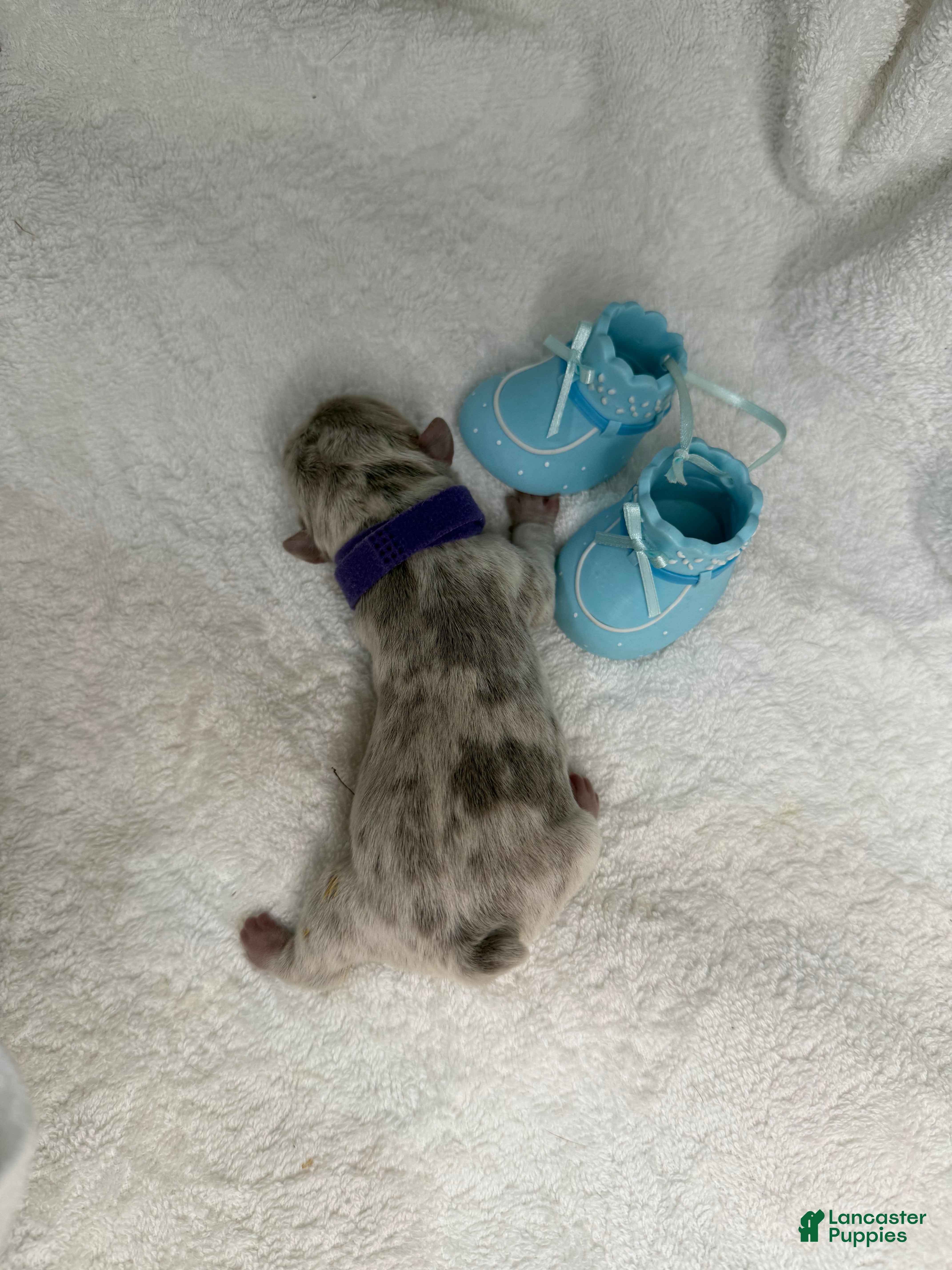 French Bulldog dogs  Puppy 4 - Ad 27