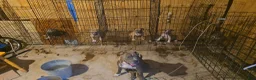 Mixed Breed dogs for sale: Mixed Breed 3 - Ad 3