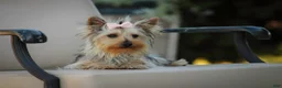 Yorkshire Terrier dogs for sale: Lucy - Ad 2