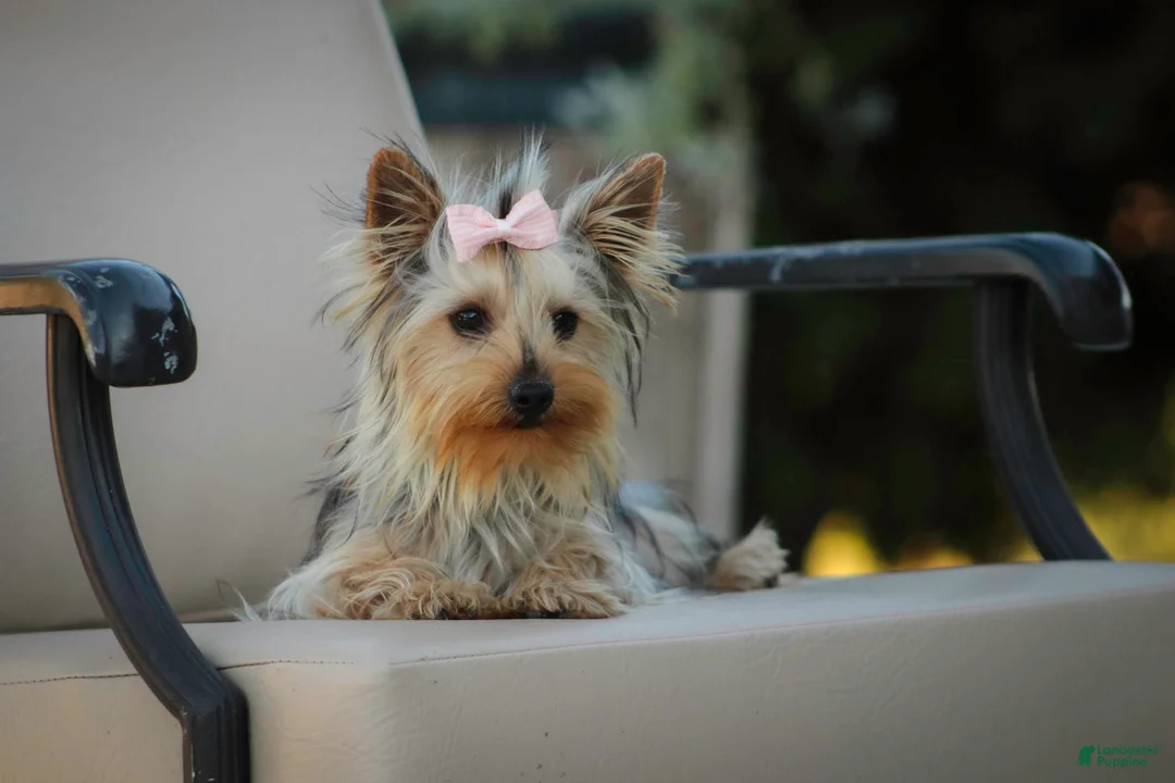 Yorkshire Terrier dogs for sale: Lucy - Ad 2