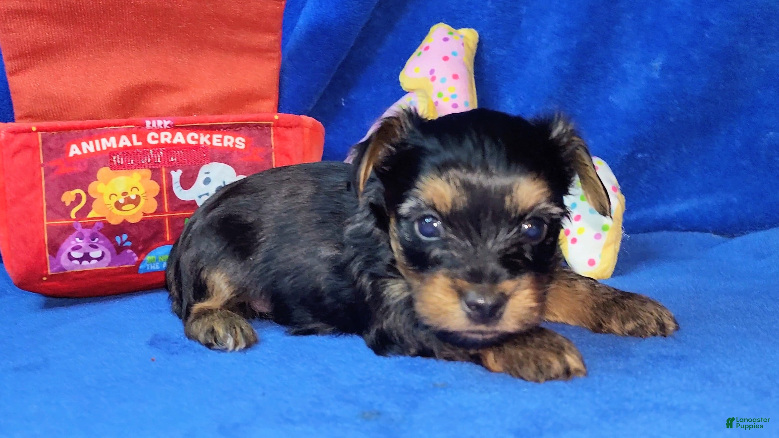 Yorkshire Terrier dogs for sale: Yorkshire Terrier Puppy 1 - Ad 2