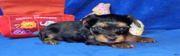 Yorkshire Terrier dogs for sale: Yorkshire Terrier Puppy 1 - Ad 1