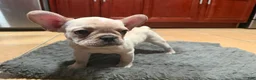 French Bulldog dogs for sale: French Bulldog Puppy 1 - Ad 5