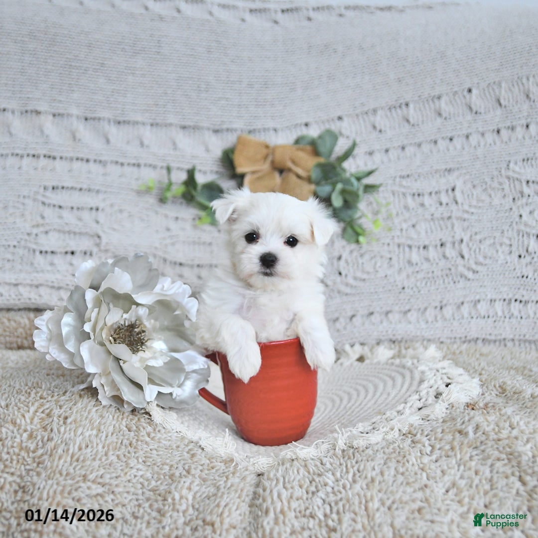 Maltese dogs for sale: Romeo EXTRA SMALL - Ad 1