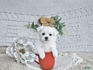 Maltese dogs Romeo EXTRA SMALL - Ad 8