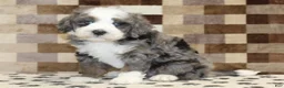 Mini Bernedoodle dogs for sale: Dawn - Ad 6