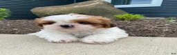 Shih Tzu dogs for sale: Timmy - Ad 10