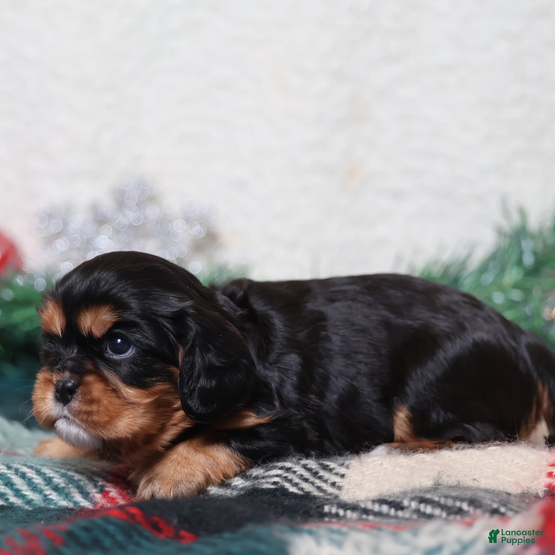 Cavalier King Charles Spaniel dogs for sale: Opal | Genetically Screened  - Ad 7