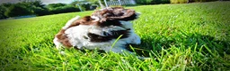Havapoo dogs for sale: Bubbles - Ad 14