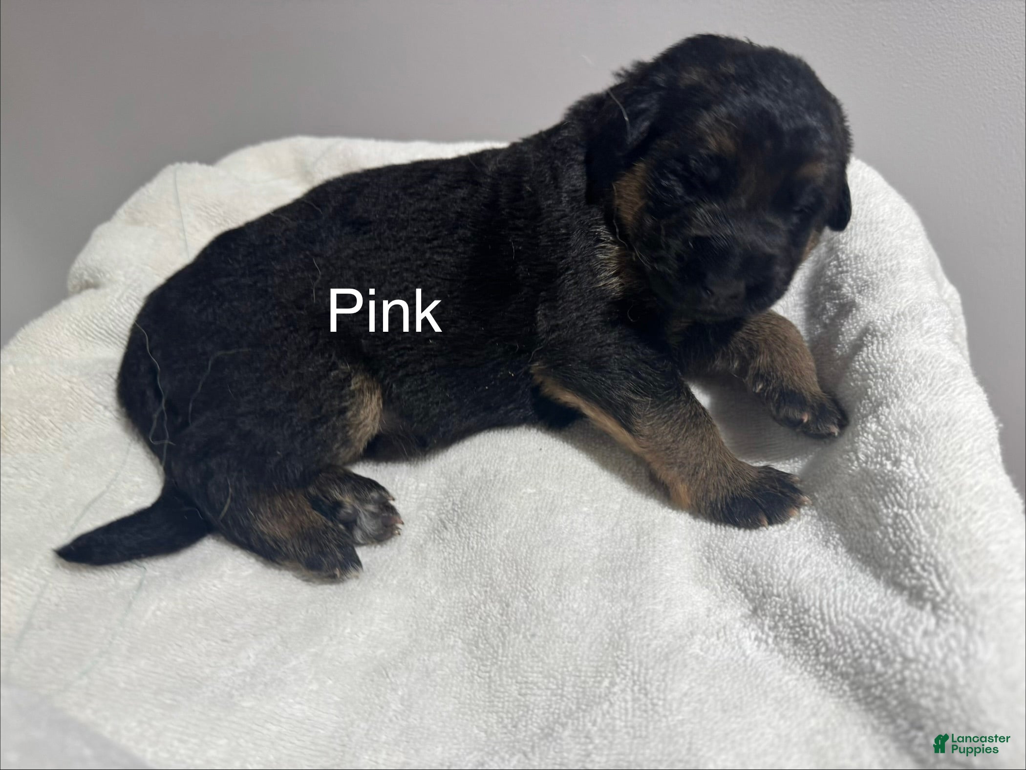 German Shepherd dogs Pink - Ad 1