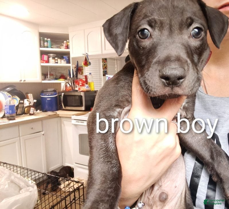 Mixed Breed dogs Mixed Breed 1 - Ad 14
