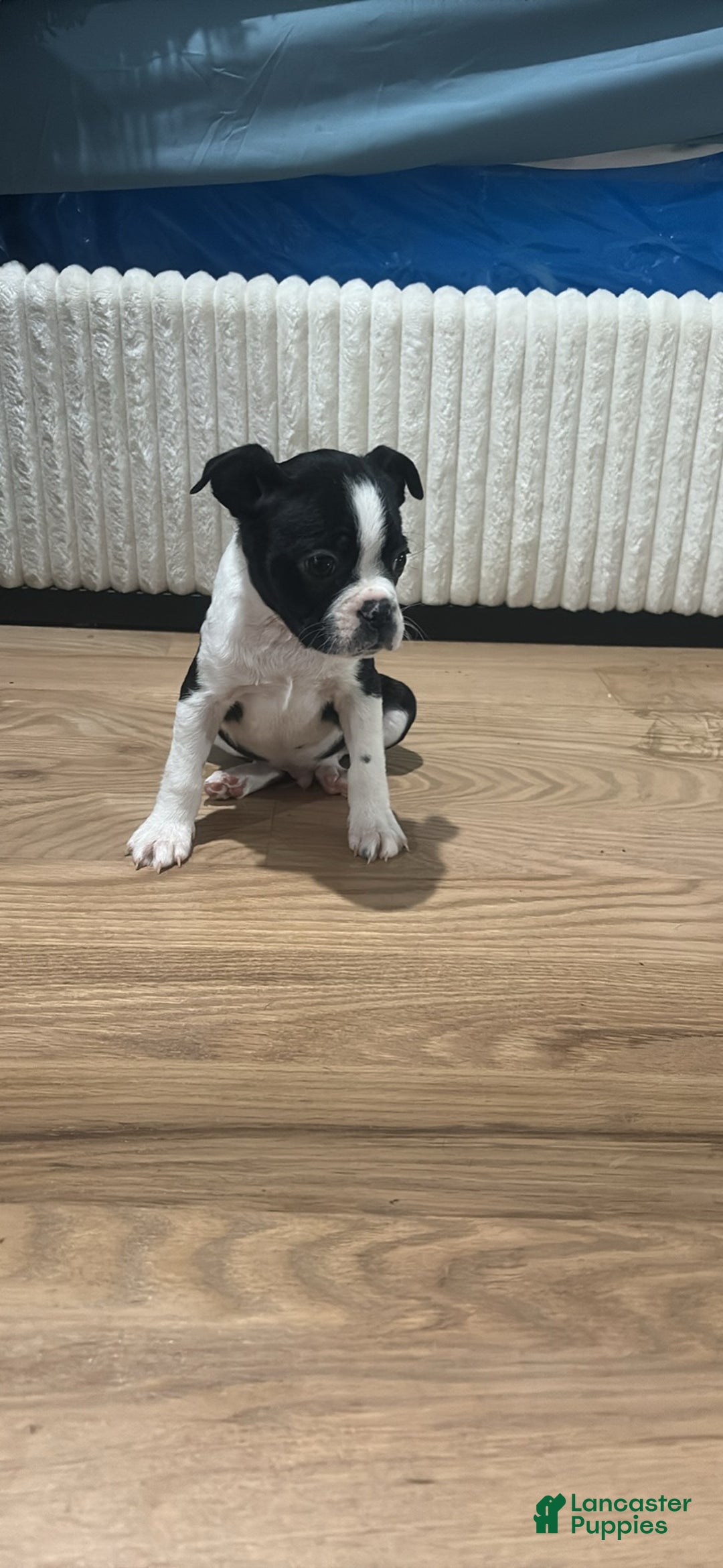 Mixed Breed dogs for sale: Mixed Breed Puppy 2 - Ad 3