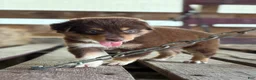Australian Shepherd dogs for sale: Aspen - Ad 4