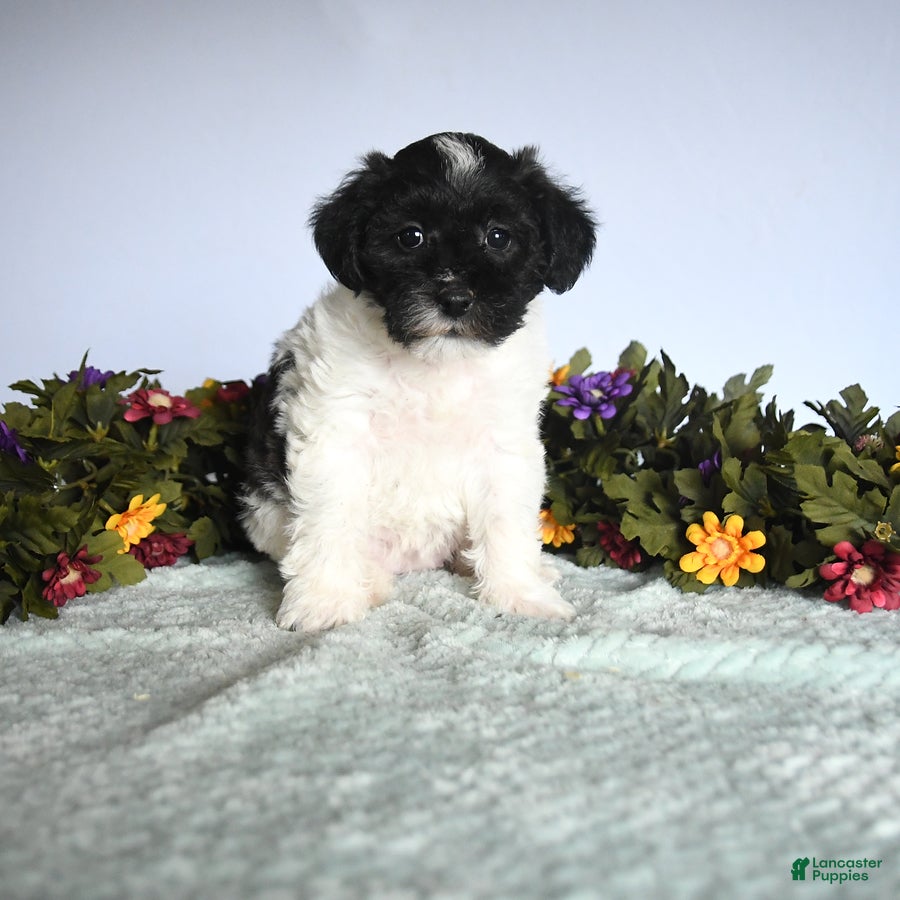 Mixed Breed dogs for sale: Nugget - Ad 1