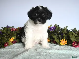 Mixed Breed dogs for sale: Nugget - Ad 1