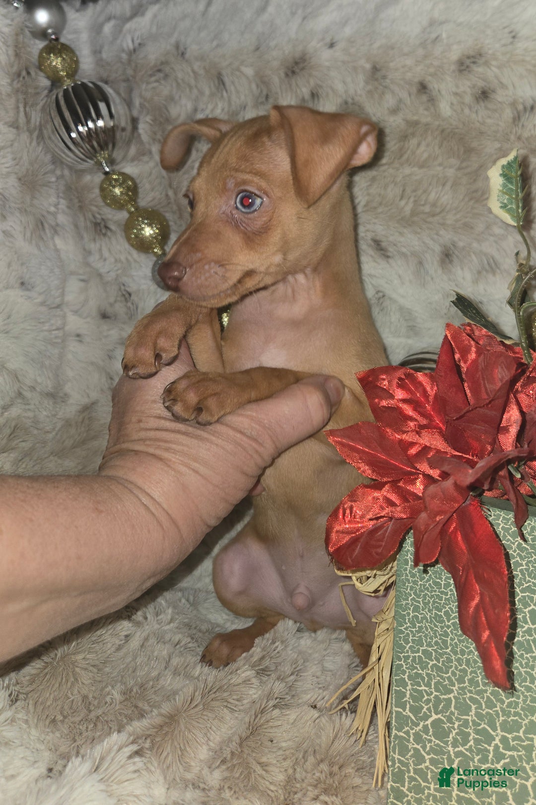Miniature Pinscher dogs for sale: Dylan, stag chocolate merle - Ad 9