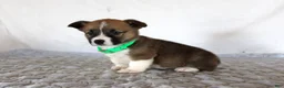 Welsh Corgi Pembroke dogs for sale: Hank - Ad 4