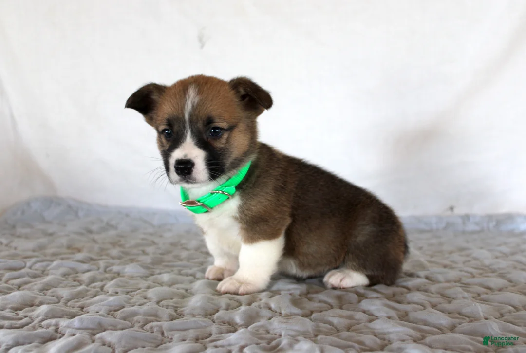 Welsh Corgi Pembroke dogs for sale: Hank - Ad 4