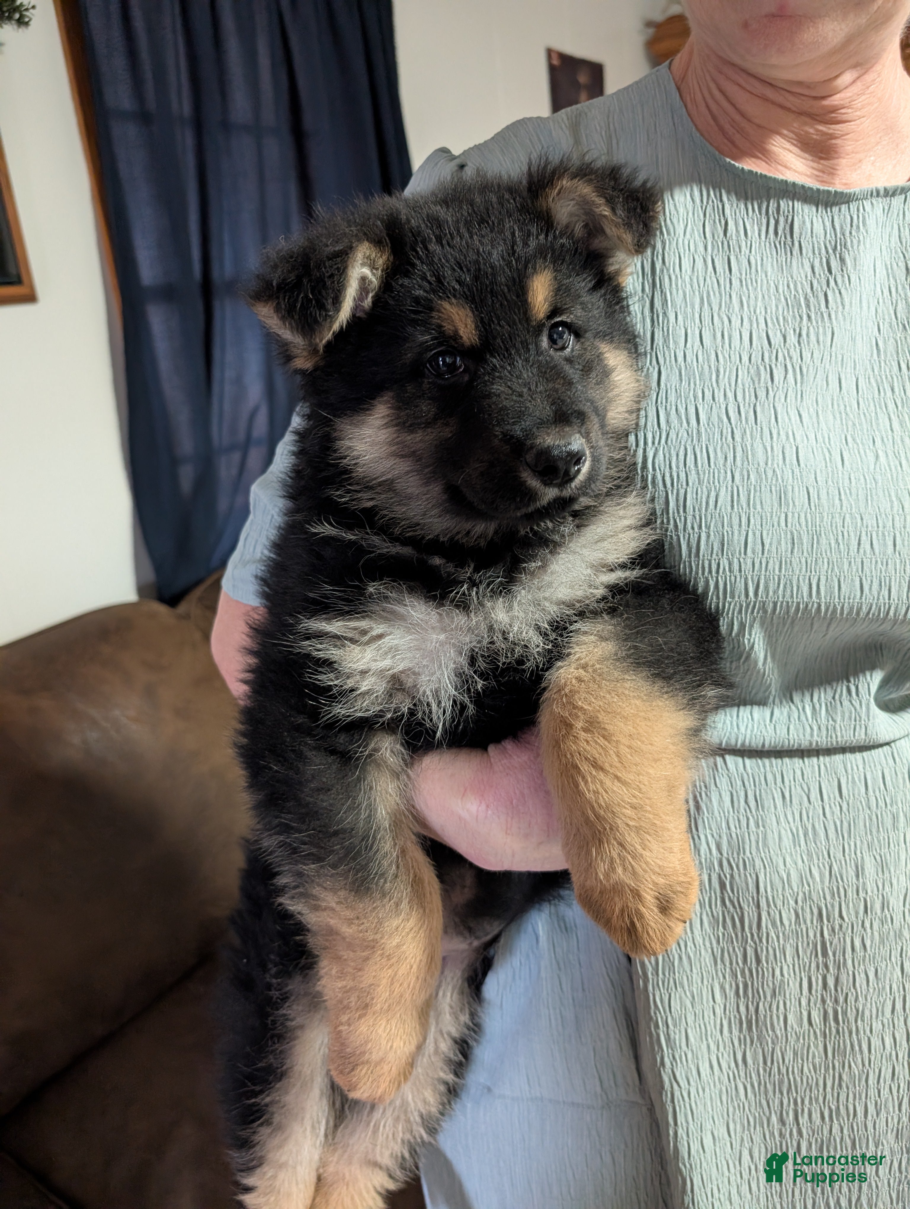 German Shepherd dogs Kenzie  - Ad 1