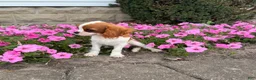 Cavalier King Charles Spaniel dogs for sale: Liam Cavalier King Charles Spaniel Puppy  - Ad 13