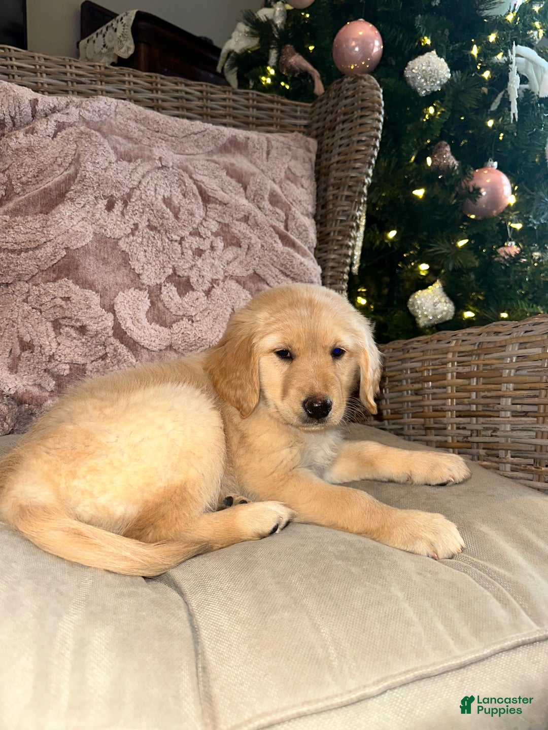 Golden Retriever dogs for sale: Golden Retriever Dark Pink Girl - Ad 4