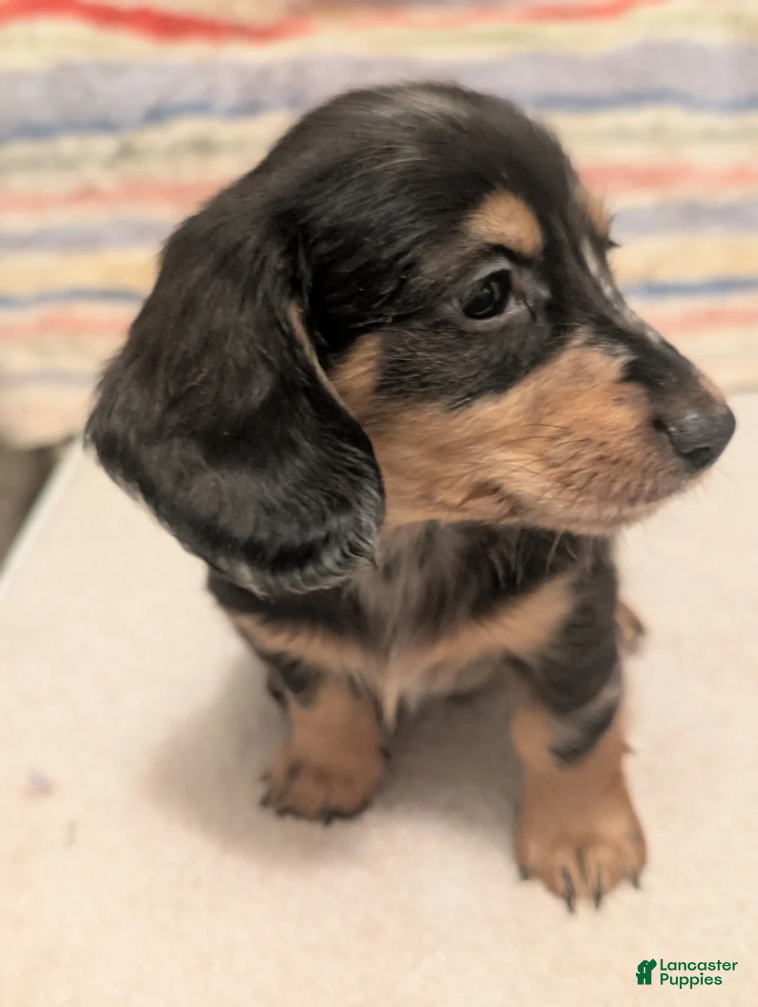 Miniature Dachshund dogs for sale: Felix - Ad 2